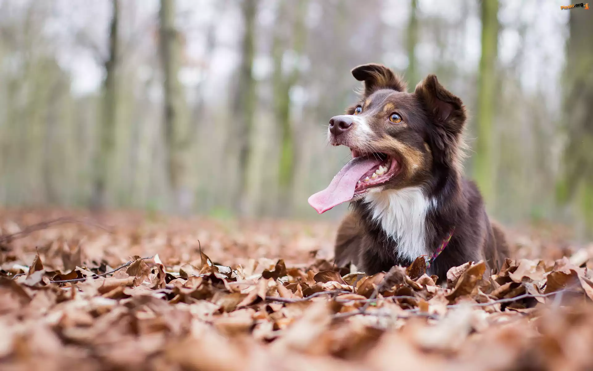 Pies, Border collie, Li¶cie